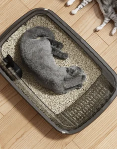 Khay Vệ Sinh Cho Mèo Cỡ Lớn Không Nắp 36,5 × 27 × 12 cm, Thành Cao Chống Văng Cát